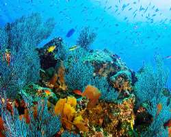 It serves as a natural laboratory to study marine. It has 39% of the total species of marine mammals and one-third of the total marine cetacean specie